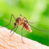 <span>Mosquito-borne</span><br/> Disease