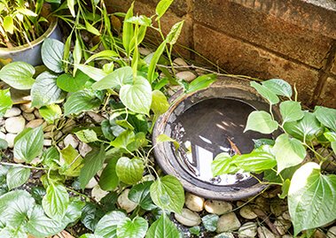 What are the Most Common Mosquito Breeding Sites?
