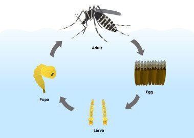 Life Cycle of a Mosquito