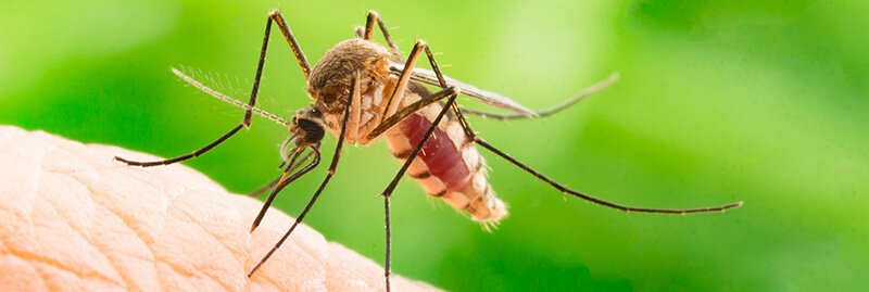 13 Ways to Fight Mosquitoes