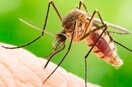 13 WAYS TO FIGHT MOSQUITOES