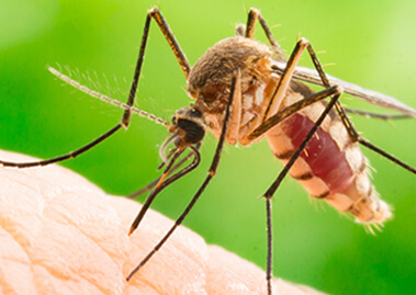 13 Ways To Fight Mosquitoes