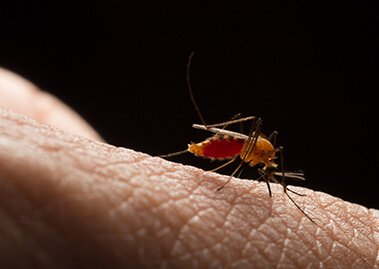 Learn About Diseases Transmitted by Mosquito Bites