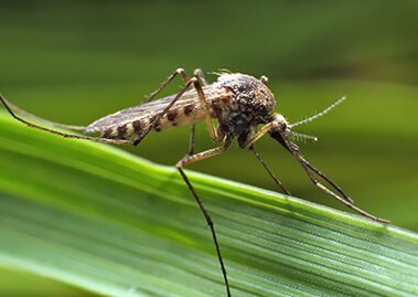 Interesting Facts About Mosquitoes