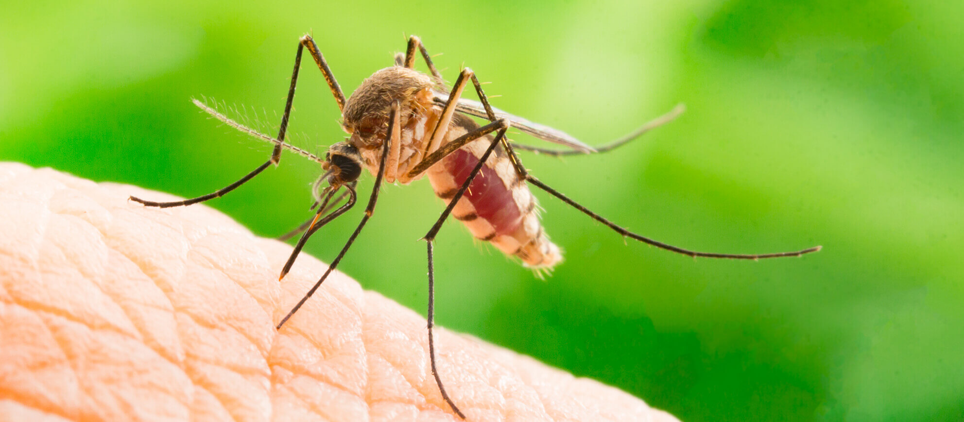 13 Ways To Fight Mosquitoes